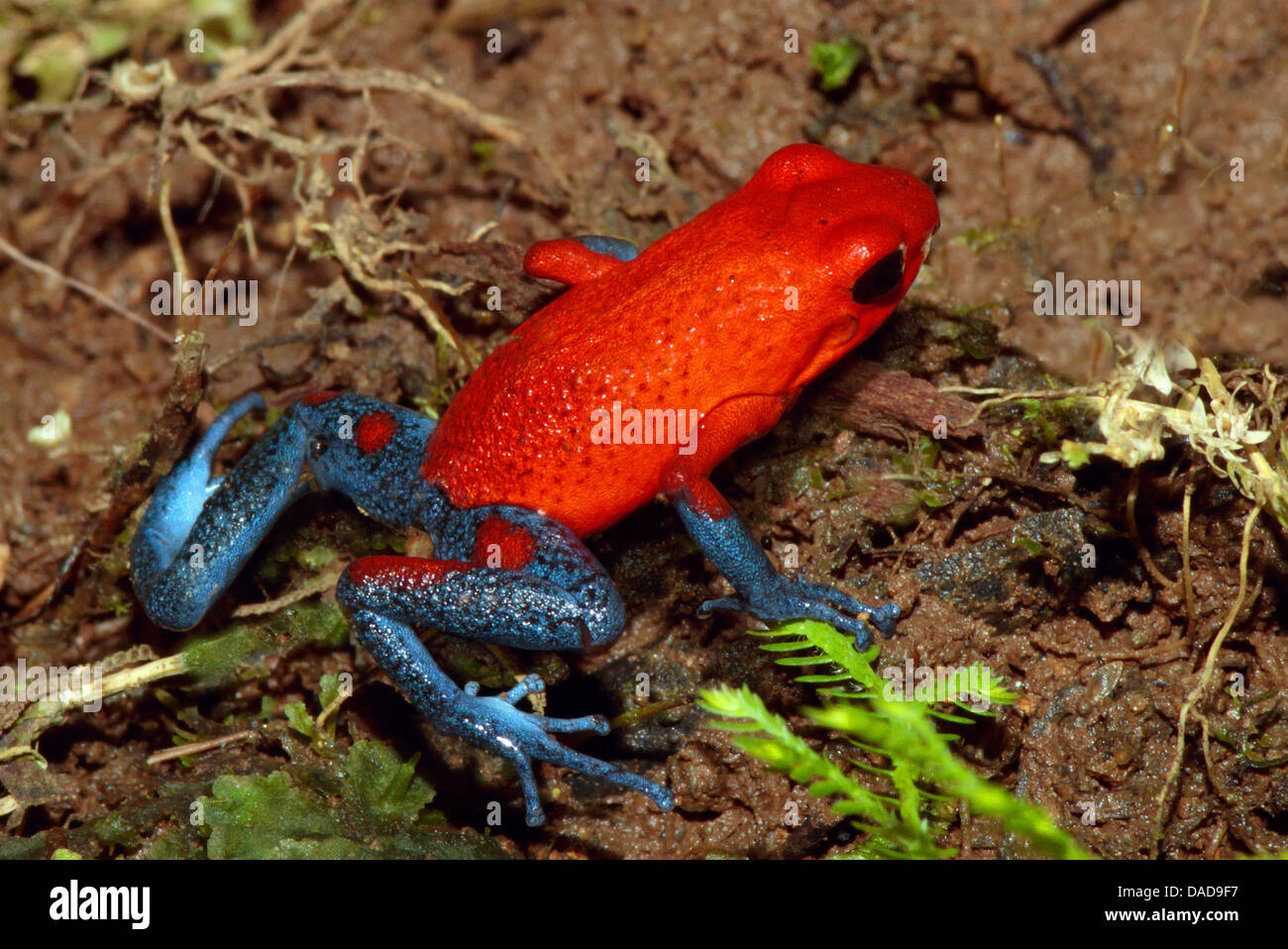 strawberry poison-arrrow frog, red-and-blue poison-arrow frog, flaming  poison-arrow frog, Blue Jeans Poison Dart Frog (Dendrobates pumilio),  sitting on forest ground, Costa Rica Stock Photo - Alamy