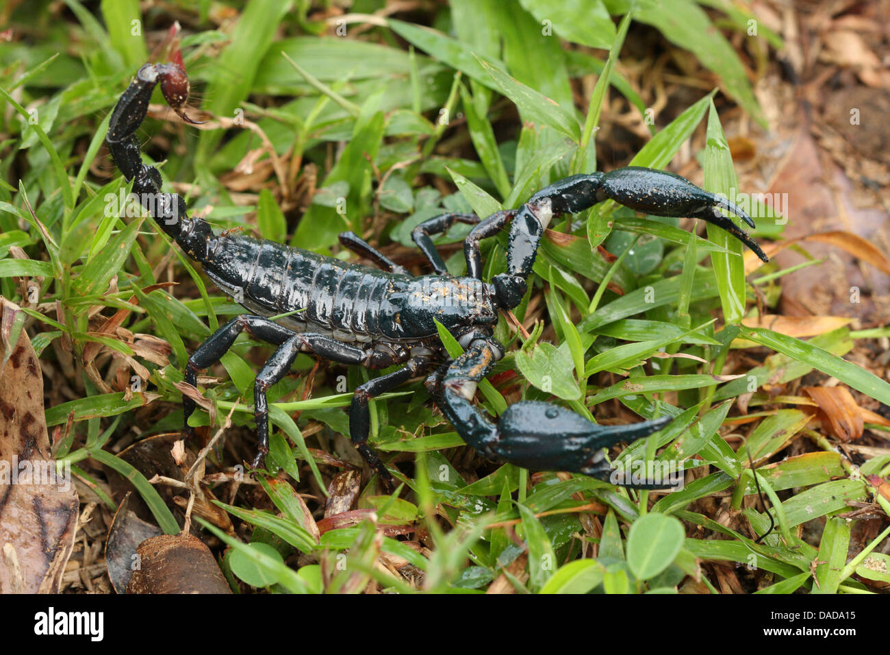 tropical scorpion lurking, Malaysia, Sarawak, Bako National Park Stock Photo
