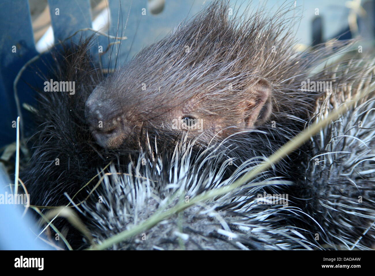 A zookeeper holds up two baby porcupines at Tierpark in Berlin, Germany