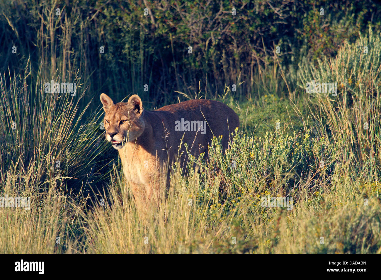 Puma, Mountain lion, Cougar (Puma concolor, Profelis concolor, Felis  concolor), behind tall grass, Chile, Ultima Esperanza, Torres del Paine  National Park Stock Photo - Alamy