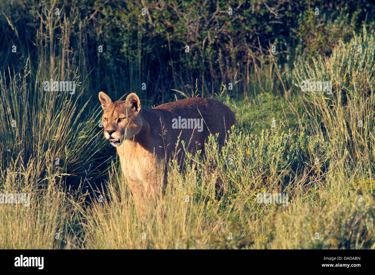 Puma, Mountain lion, Cougar (Puma concolor, Profelis concolor, Felis concolor), behind tall grass, Chile, Ultima Esperanza, Torres del Paine National Park Stock Photo