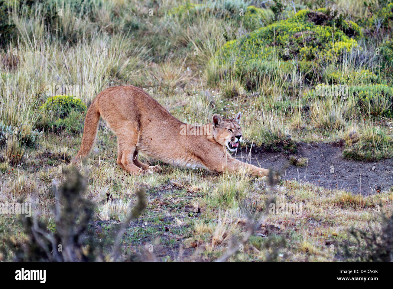 Puma, Mountain lion, Cougar (Puma concolor, Profelis concolor, Felis concolor), stretching, Chile, Ultima Esperanza, Torres del Paine National Park Stock Photo