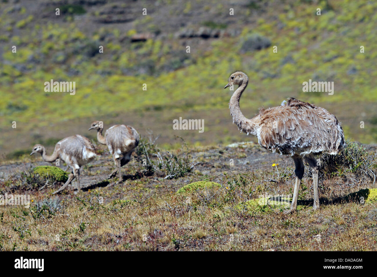 Darwin's rhea, Lesser rhea (Pterocnemia pennata), adult with squeakers, Chile, Ultima Esperanza, Torres del Paine National Park Stock Photo