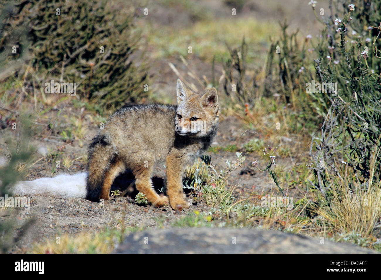 Gray zorro, Argentine gray fox, South American gray fox (Dusicyon griseus, Pseudalopex griseus, Lycalopex griseus), looking back, Chile, Ultima Esperanza, Torres del Paine National Park Stock Photo