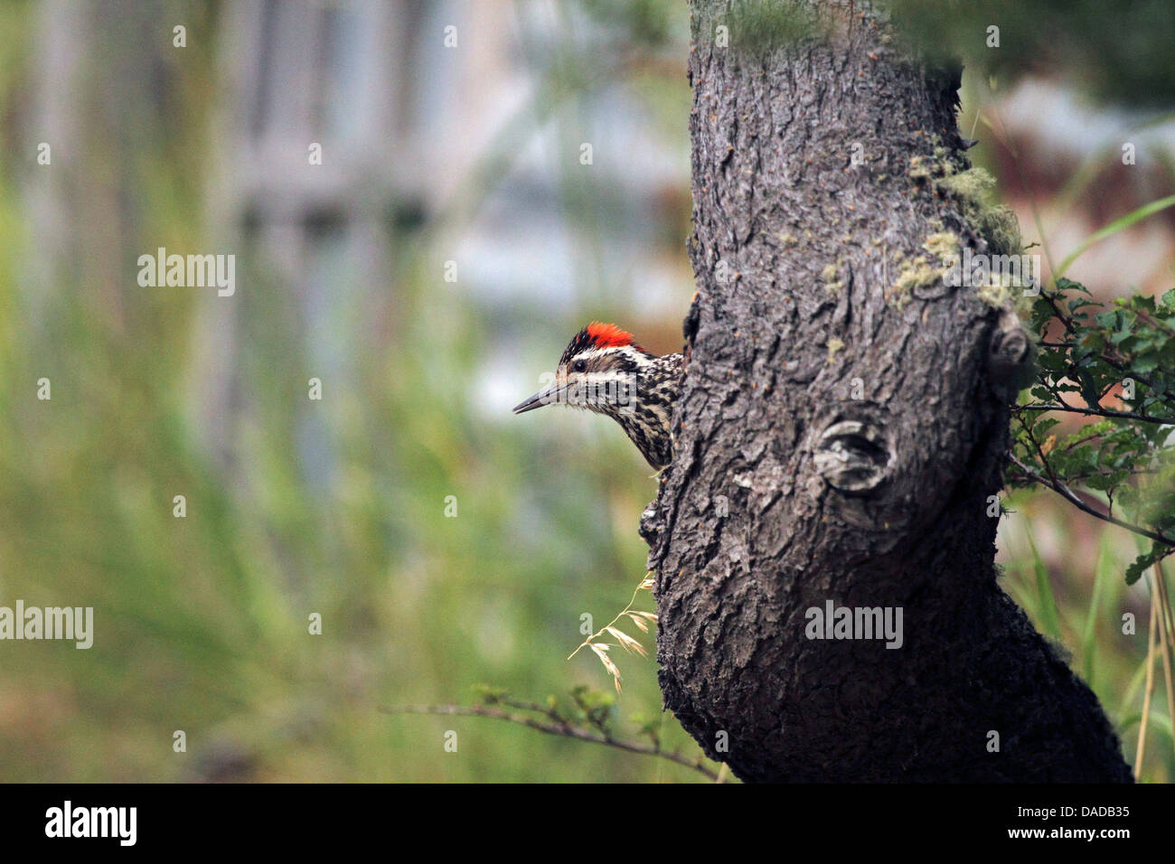 Striped woodpecker (Picoides lignarius), peering from behind a tree trunk, Chile, Ultima Esperan^za, Torres del Paine National Park Stock Photo
