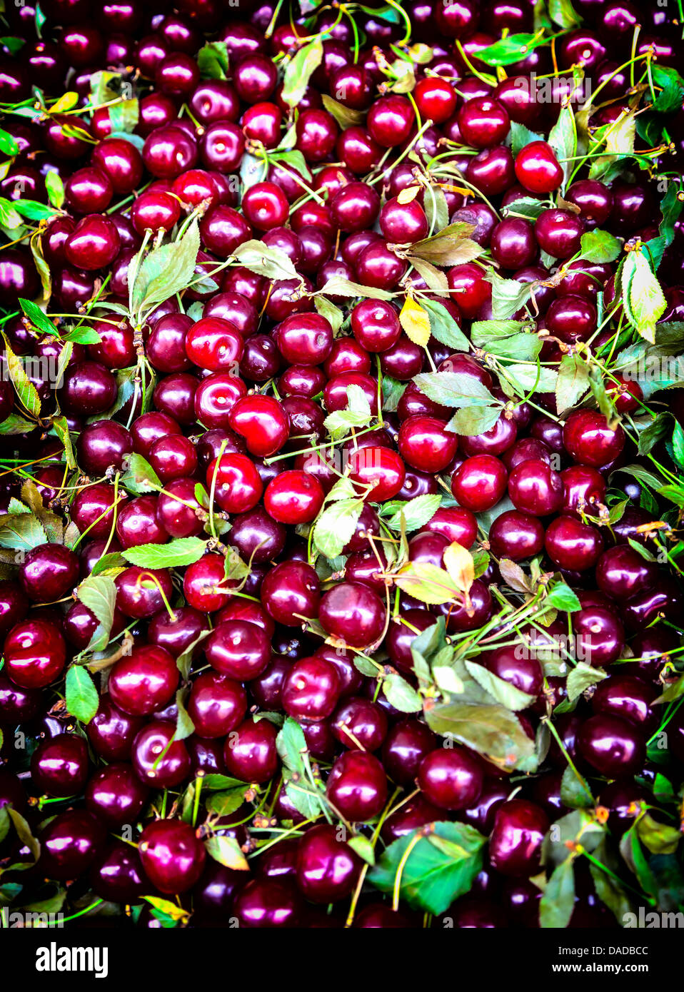 Sweet cherries in a group. Background. Stock Photo