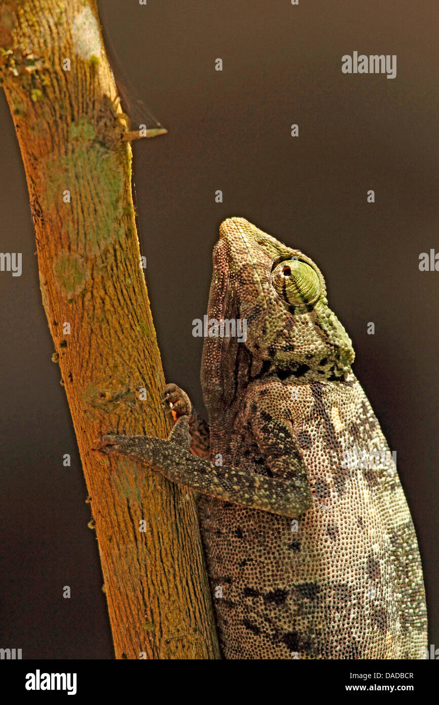 Graceful chameleon (Chamaeleo gracilis), on a branch, Central African Republic, Sangha-Mbaere, Dzanga Sangha Stock Photo