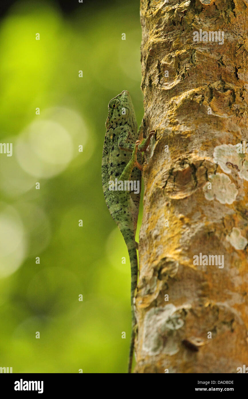 Graceful chameleon (Chamaeleo gracilis), climbing on tree trunk, Central African Republic, Sangha-Mbaere, Dzanga Sangha Stock Photo