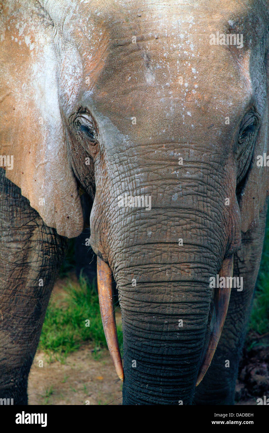Elephant with teeth and trunk hi-res stock photography and images - Alamy