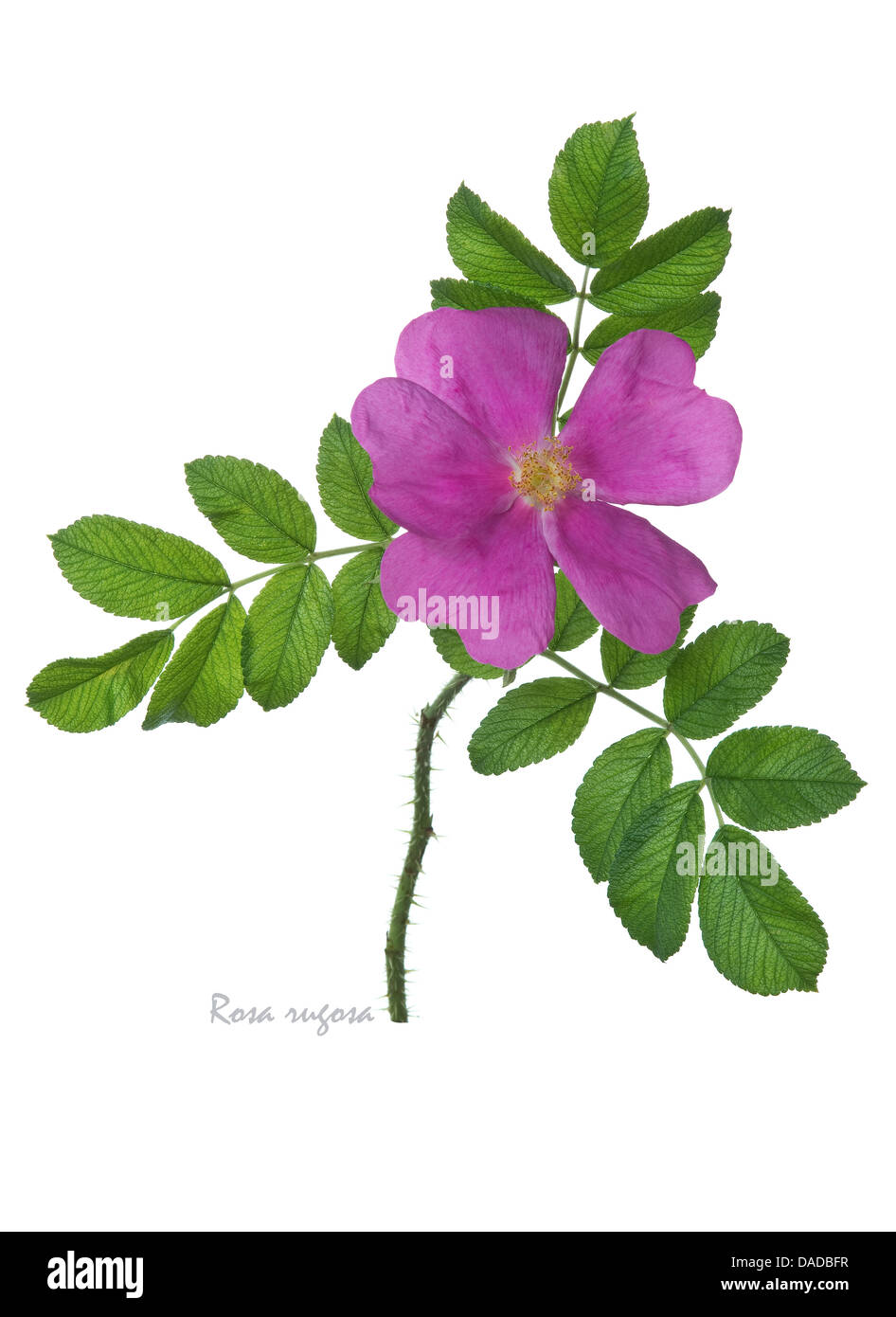 Rugosa rose = Japanese rose = Ramanas rose (Rosa rugosa) flower and leaves on the white background Stock Photo