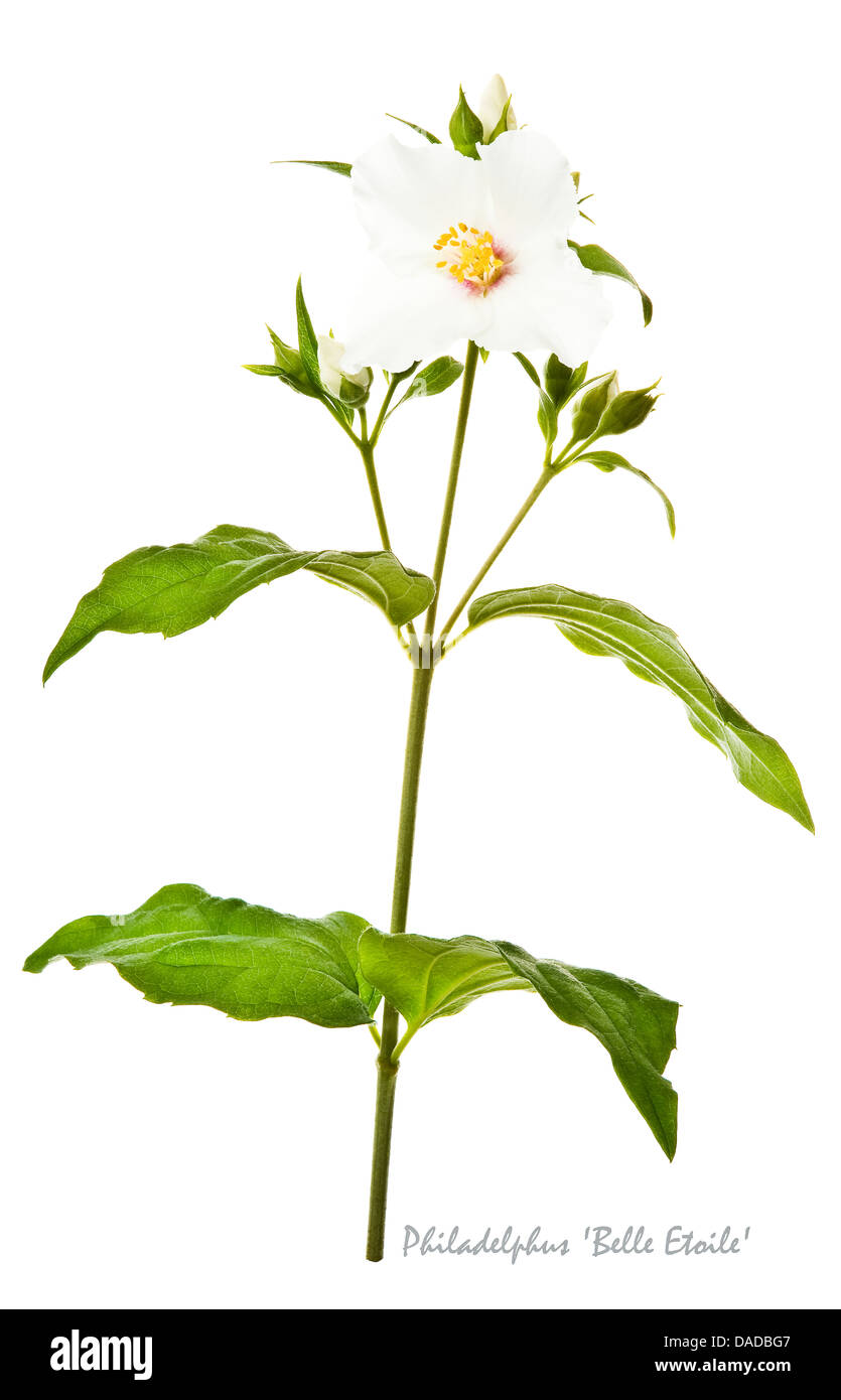 Mock orange (Philadelphus) 'Belle Etoile' flowers and buds on the white background Award of Garden Merit July England UK Europe Stock Photo