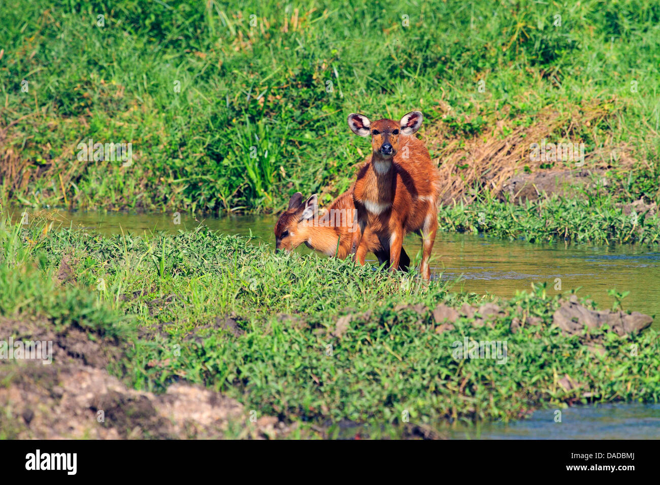 sitatunga (Tragelaphus spekei, Tragelaphus spekii), mother with infant drinking at brook side, Central African Republic, Sangha-Mbaere, Dzanga Sangha Stock Photo