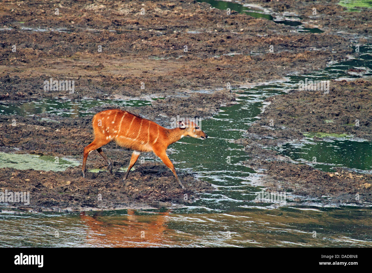 sitatunga (Tragelaphus spekei, Tragelaphus spekii), female approaching cautiously to water hole, Central African Republic, Sangha-Mbaere, Dzanga Sangha Stock Photo