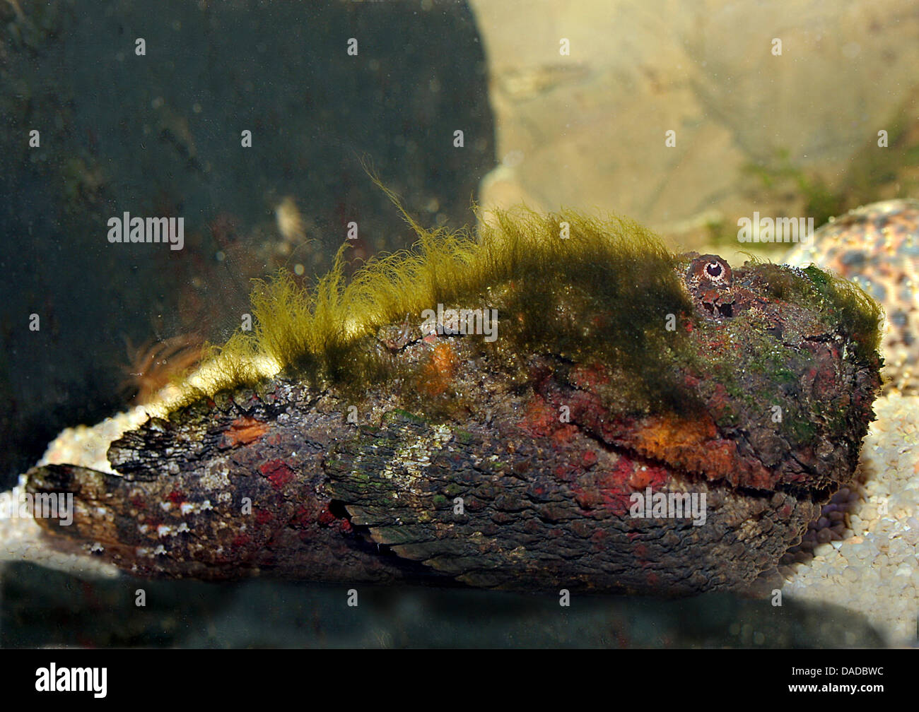reef stonefish, poison toadfish, stonefish (Synanceia verrucosa