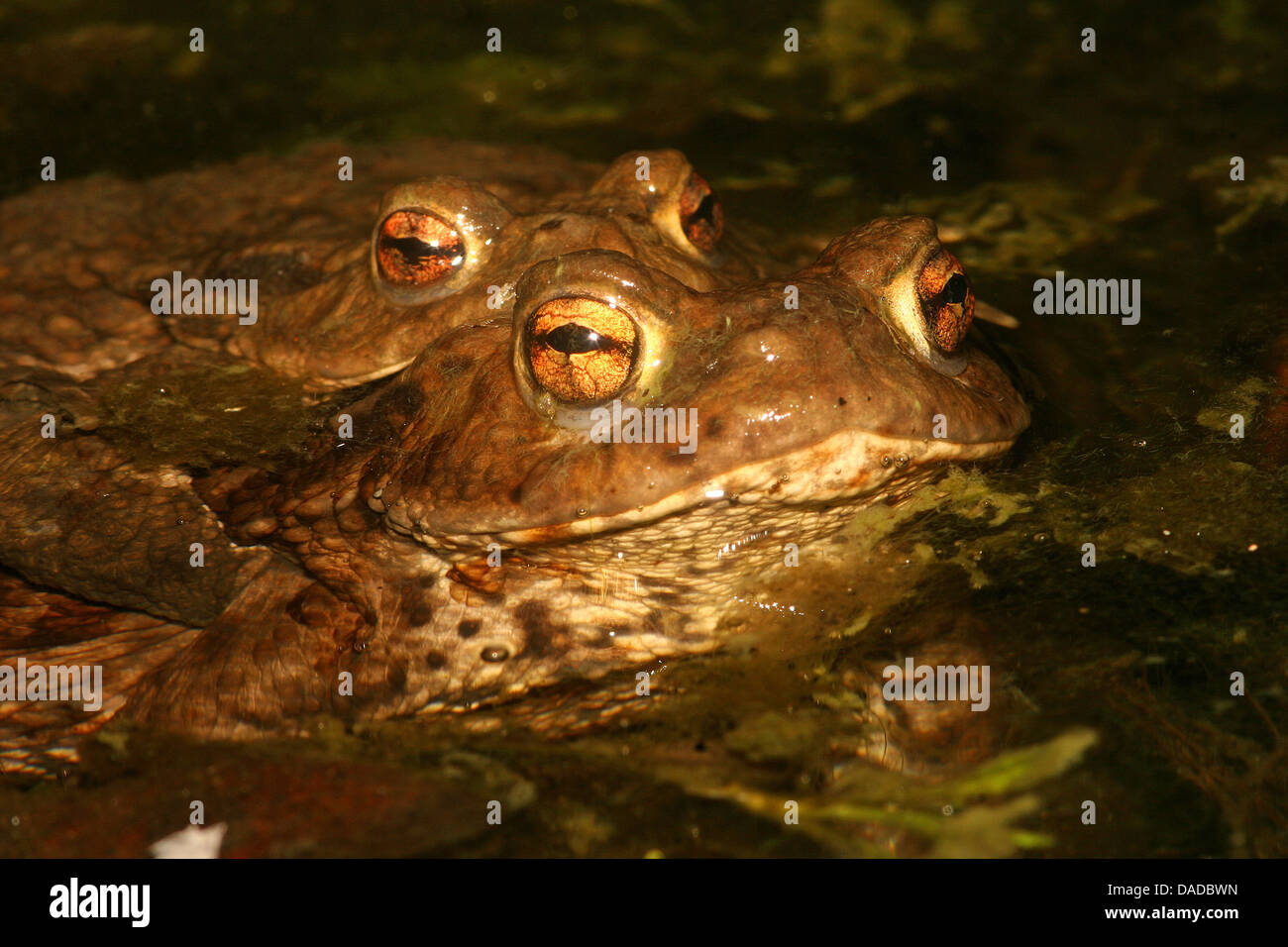 European common toad (Bufo bufo), couple mating at the water surface, Germany Stock Photo