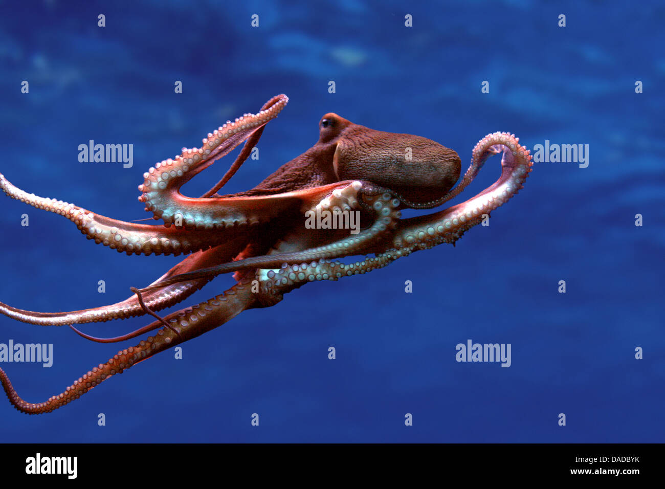 common octopus, common Atlantic octopus, common European octopus