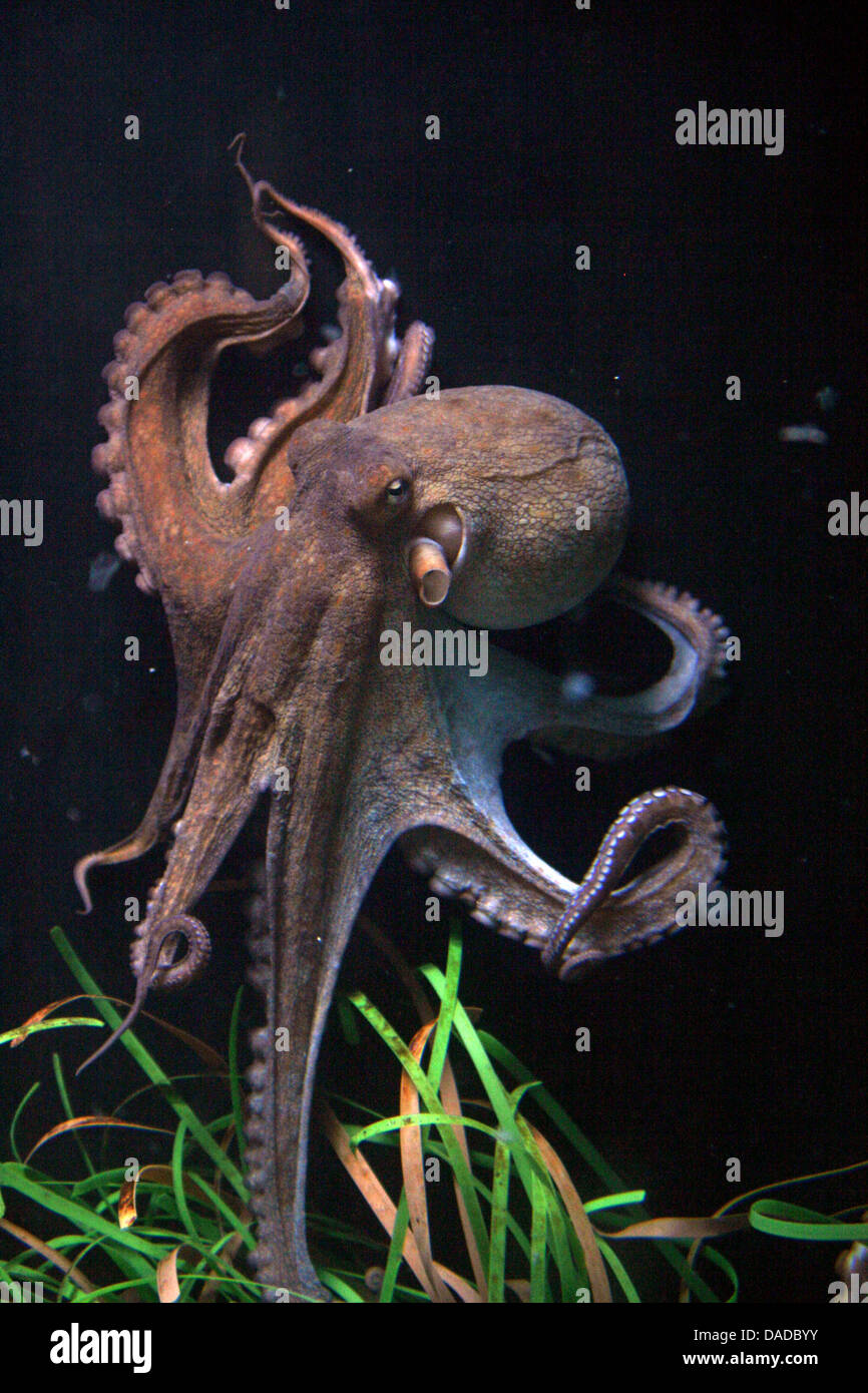 common octopus, common Atlantic octopus, common European octopus (Octopus vulgaris), swimming Stock Photo