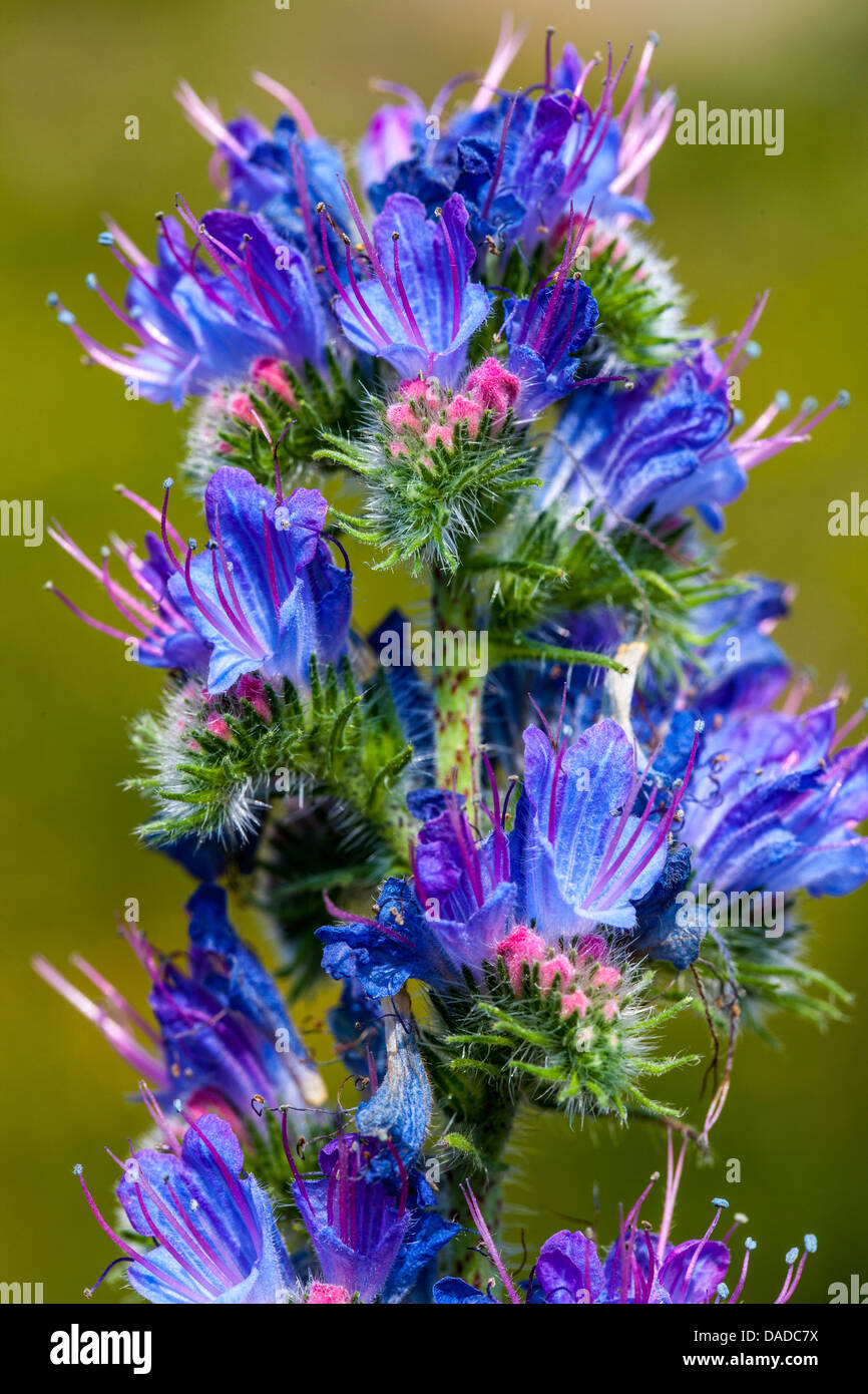 Viper's bugloss: Robust plant, vivid blue-purple flowers, native to Europe/Asia, attracts pollinators, caution for potential toxicity and invasiveness Stock Photo