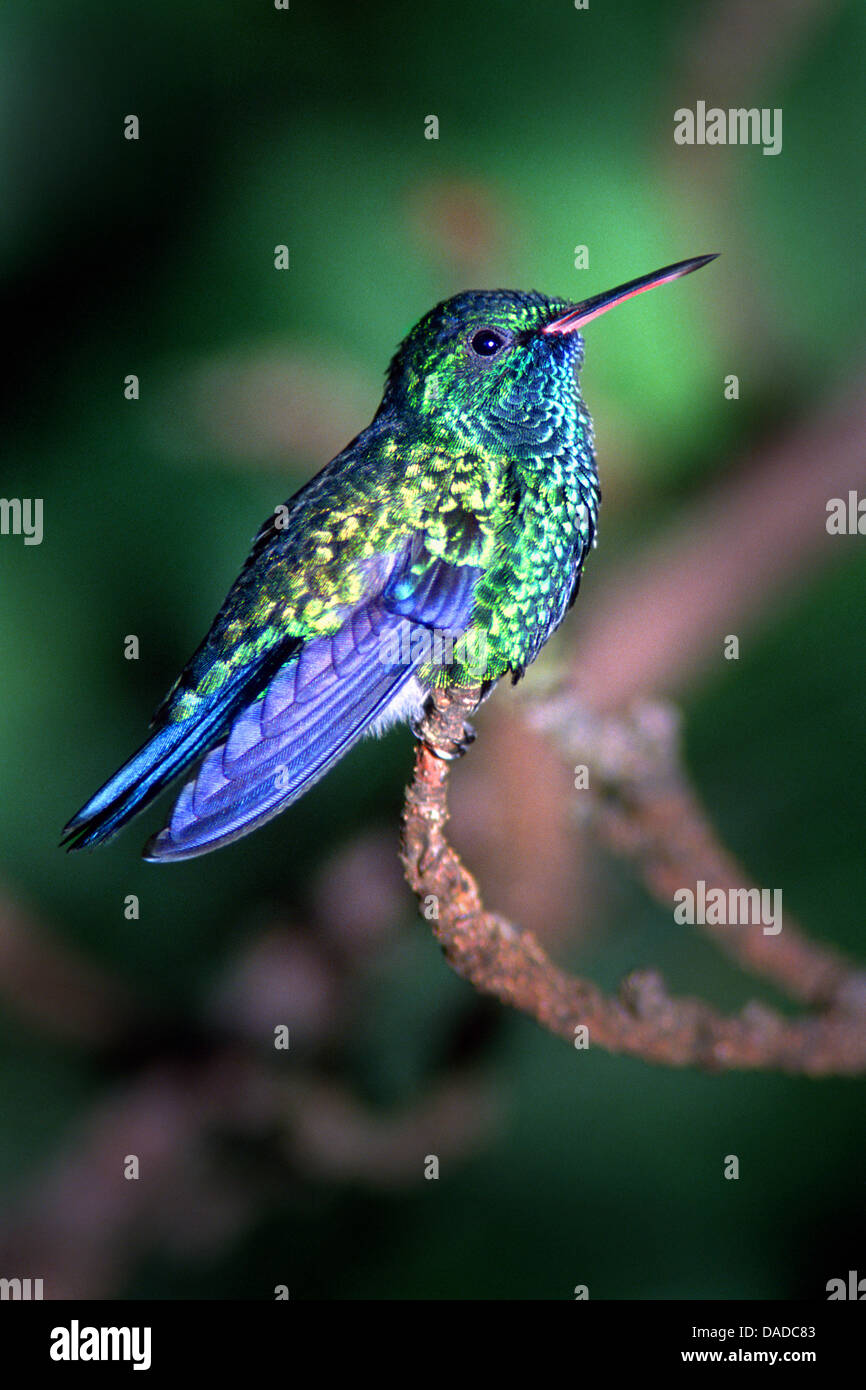 violet sabrewing (Campylopterus hemileucurus), sitting on a branch, Costa Rica Stock Photo
