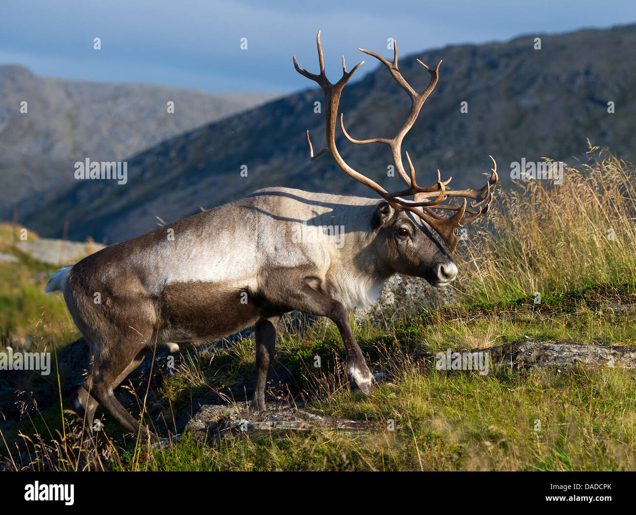 A reindeer is seen in Northern Norway, 100 km far from the Northern Cape, near  Olderfjord, Norway, 14 September 2011. The North Cape is referred to as the northernmost point of Europe, located at 71°10 21  degrees North and 2102.3 km from the North Pole. Photo: Patrick Pleul Stock Photo