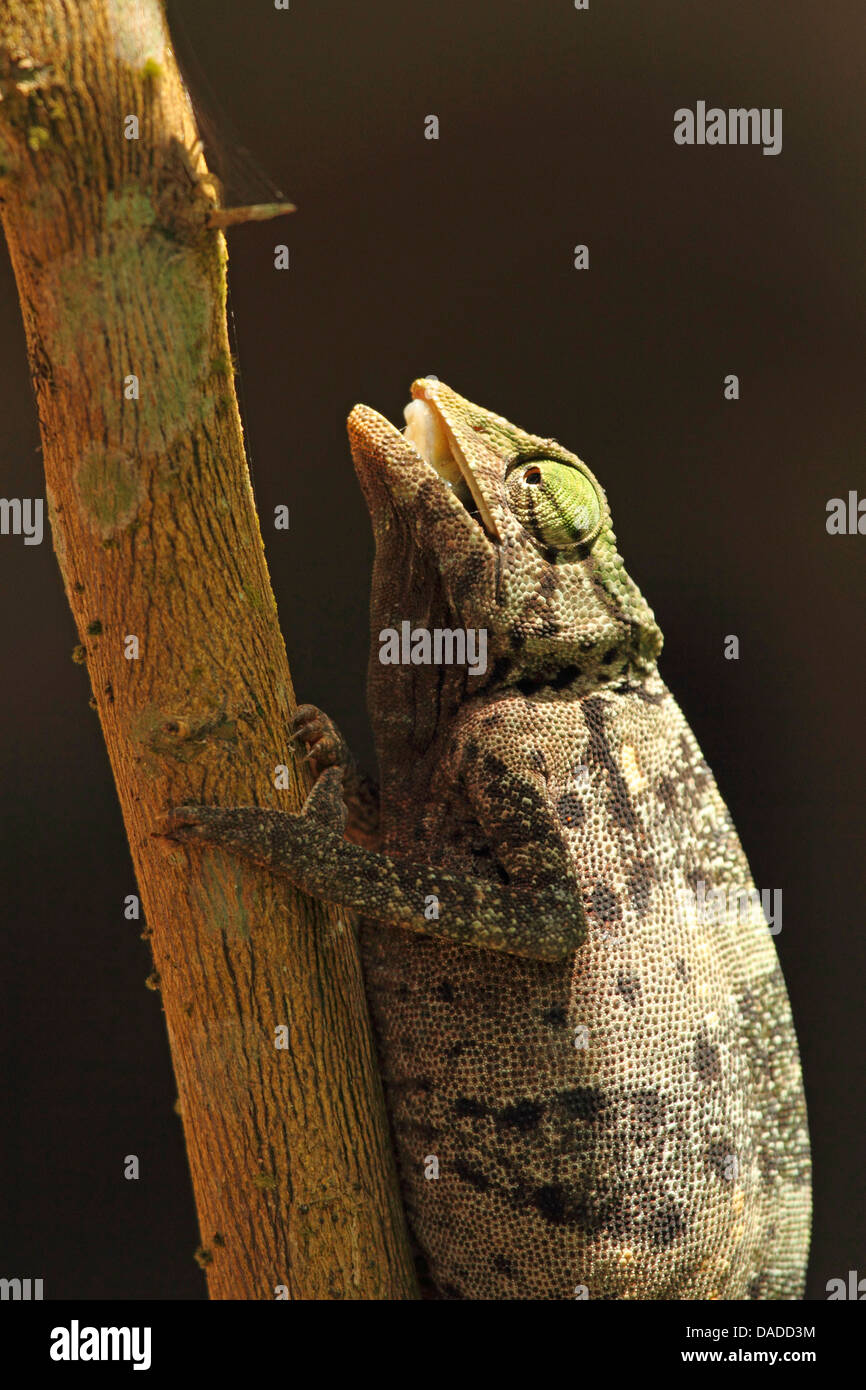 Graceful chameleon (Chamaeleo gracilis), climbing on a branch with opened mouth, Central African Republic, Sangha-Mbaere, Dzanga Sangha Stock Photo