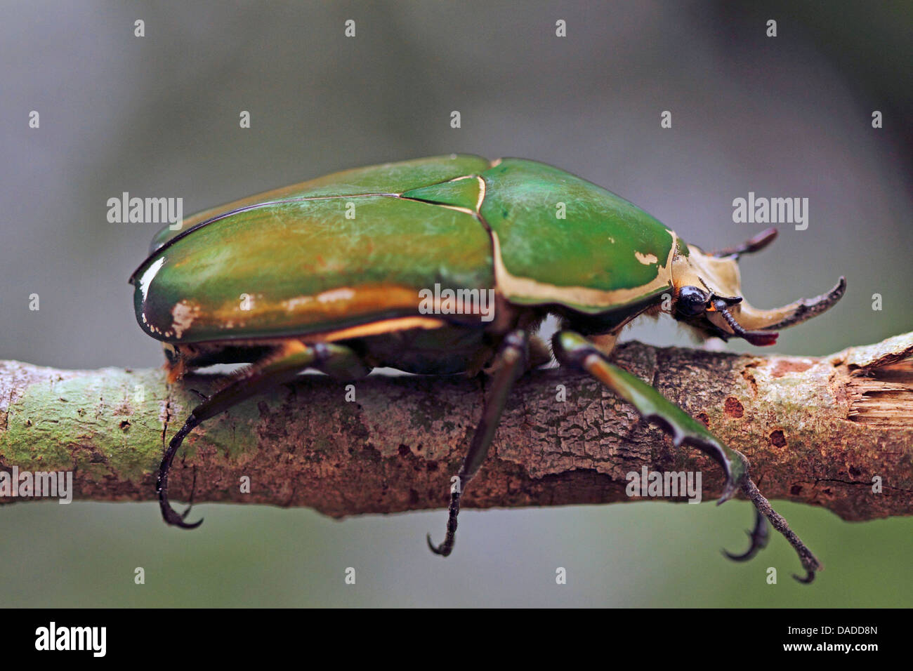 Flower Beetle (Mecynorrhina torquata immaculicollis), sitting on branch, Central African Republic, Sangha-Mbaere, Sangha Lodge Stock Photo