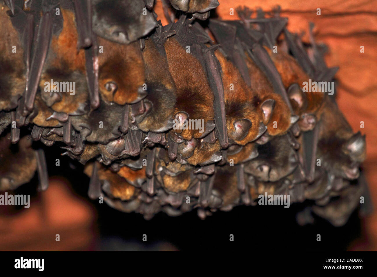 Noack's Roundleaf Bat (Hipposideros ruber), in a cave near Bai Hokou, Central African Republic