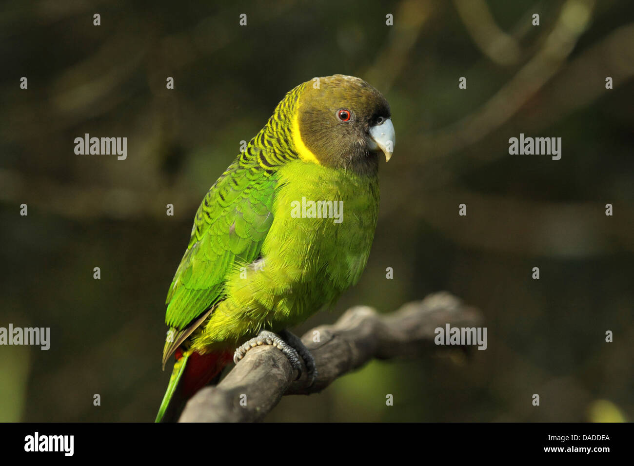 Brem's parrot (Psittacella brehmii), on branch, Papua New Guinea, Western Highlands , Kumul Lodge Stock Photo
