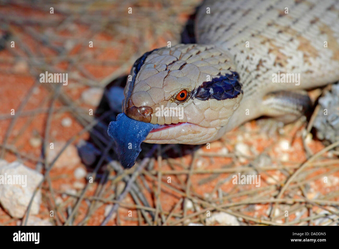Centralian Blue-tongue Skink (Tiliqua multifasciata), sticking blue tongue out, Australia, Western Australia, Gary Junction Road Stock Photo