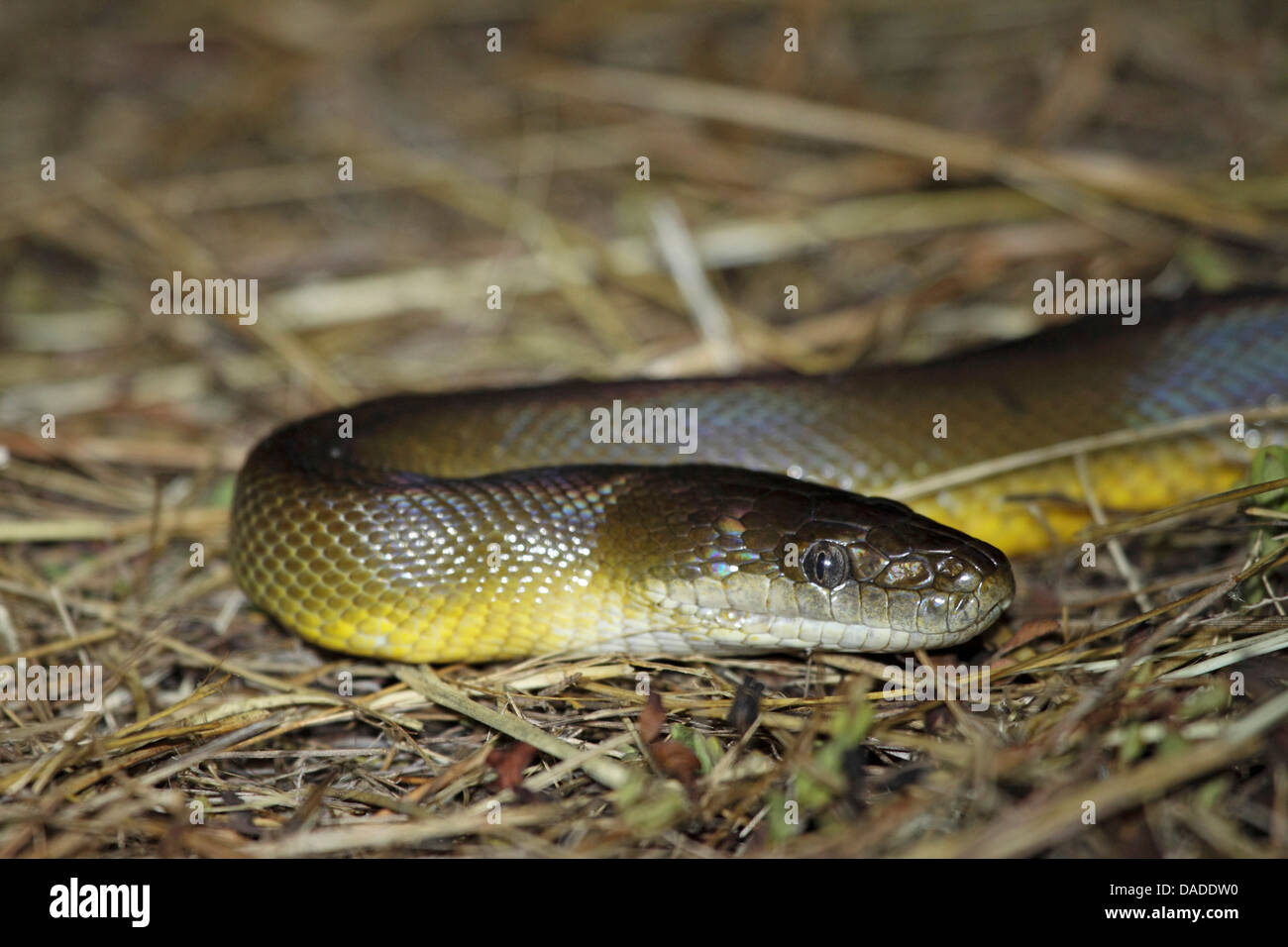 olive python (Liasis olivaceus), lying in dry grass, Australia, Western ...