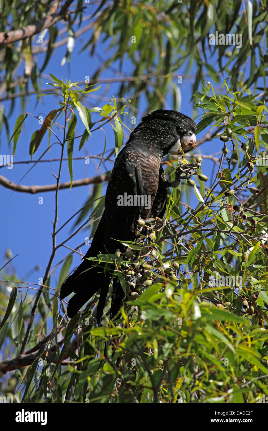Red tailed black cockatoo hires stock photography and images Alamy