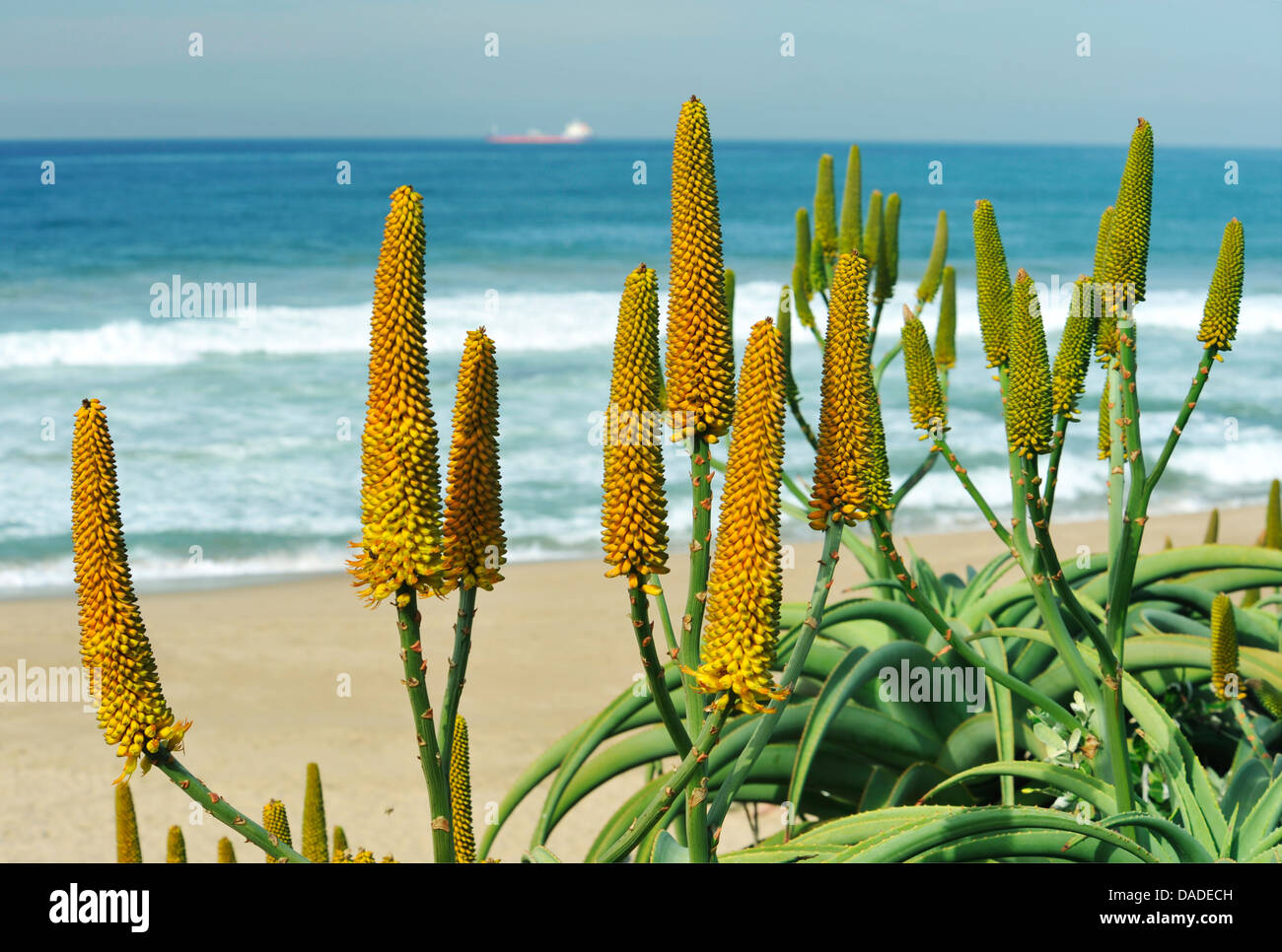 Durban, KwaZuluNatal, South Africa, plants, landscape, flower head of