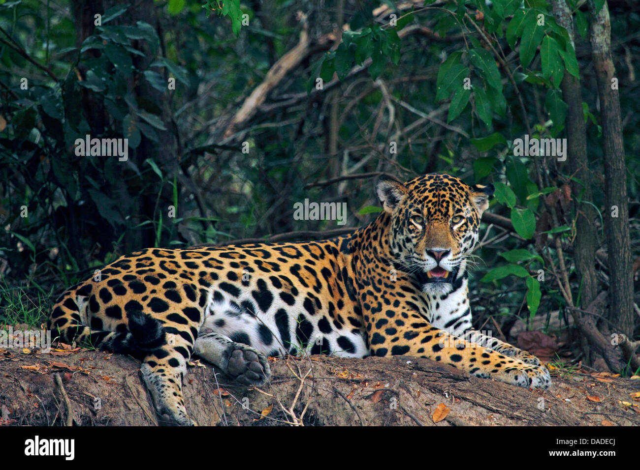 jaguar (Panthera onca), male on sand bank, Brazil, Pantanal, Rio Cuiaba Stock Photo