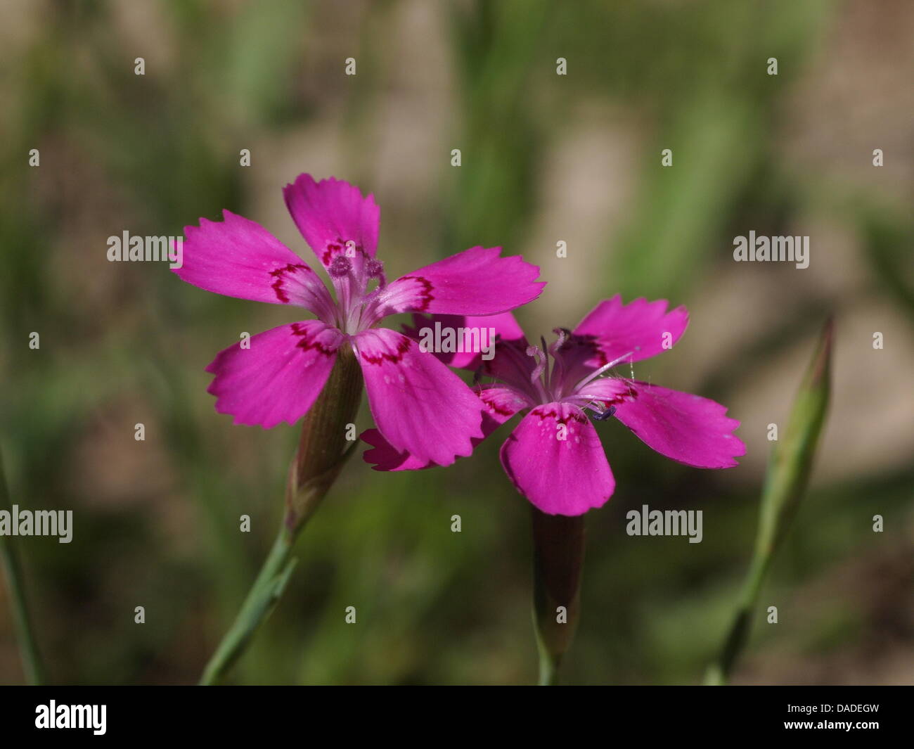 An undated photo shows the 'Flower of the Year 2012', the Maiden Pink. By selecting it as flower of the year, the Loki Schmidt Foundation wants to draw attention to the endangered plant as well as its endangered habitat, heath areas, dry grasslands, meadows, and also waysides of infertile, dry soils. Photo: AXEL JAHN/LOKI SCHMIDT FOUNDATION Stock Photo