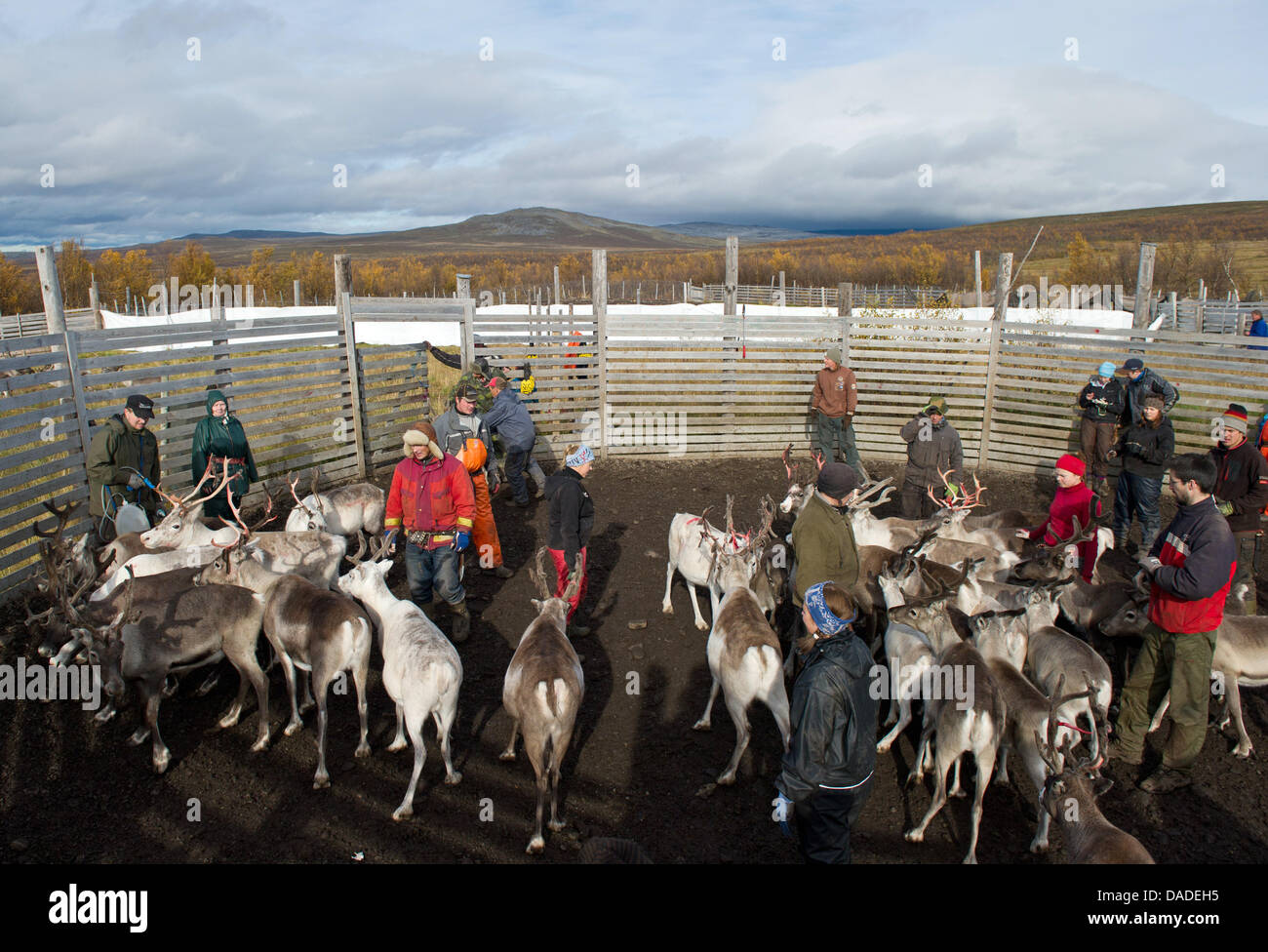 A group of Sami people leads a herd of reindeers through a gate in the ...
