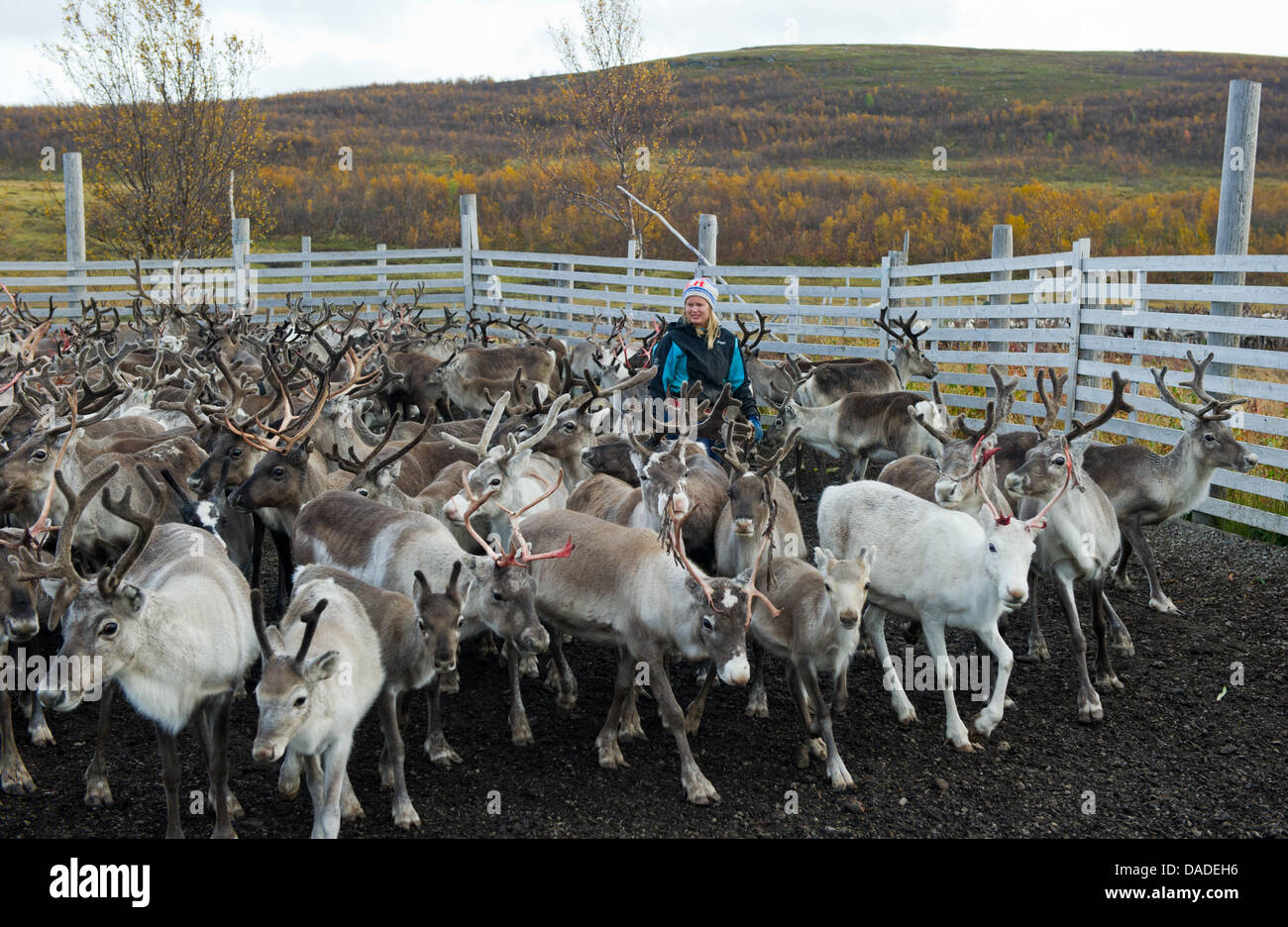 A group of Sami people leads a herd of reindeers through a gate in the ...