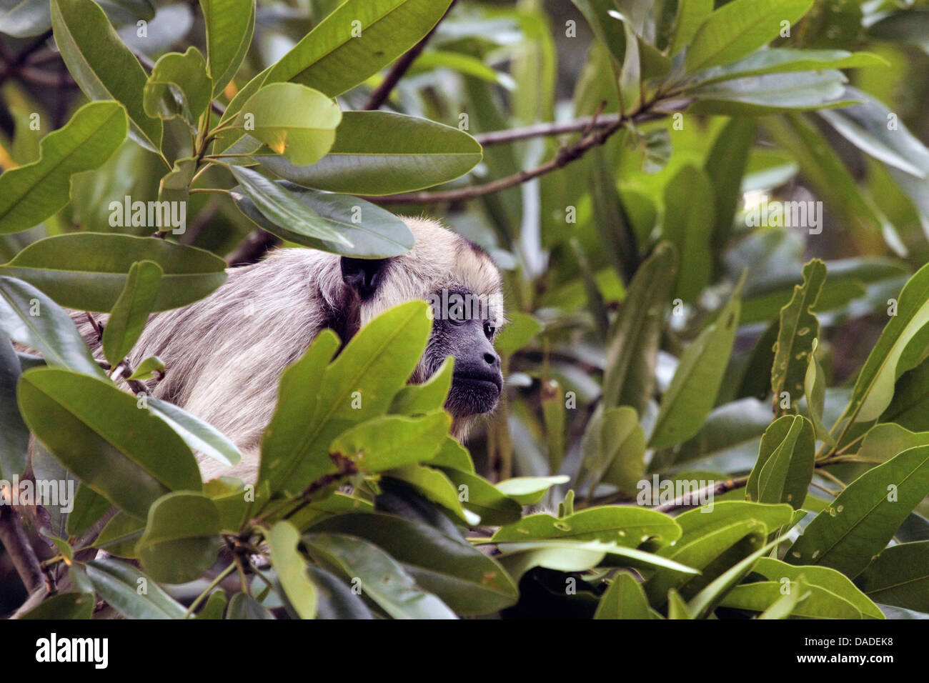 Black Howler Monkey (Alouatta caraya), female surrounded by leaves, Brazil, Mato Grosso, Pantanal Stock Photo