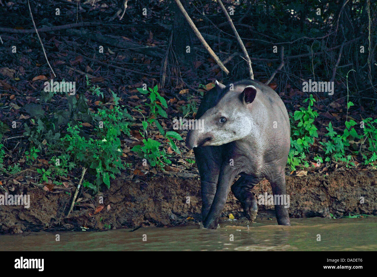 Brazilian tapir, South American tapir (Tapirus terrestris), standing at a river, Brazil, Mato Grosso, Pantanal, Rio Cuiaba Stock Photo