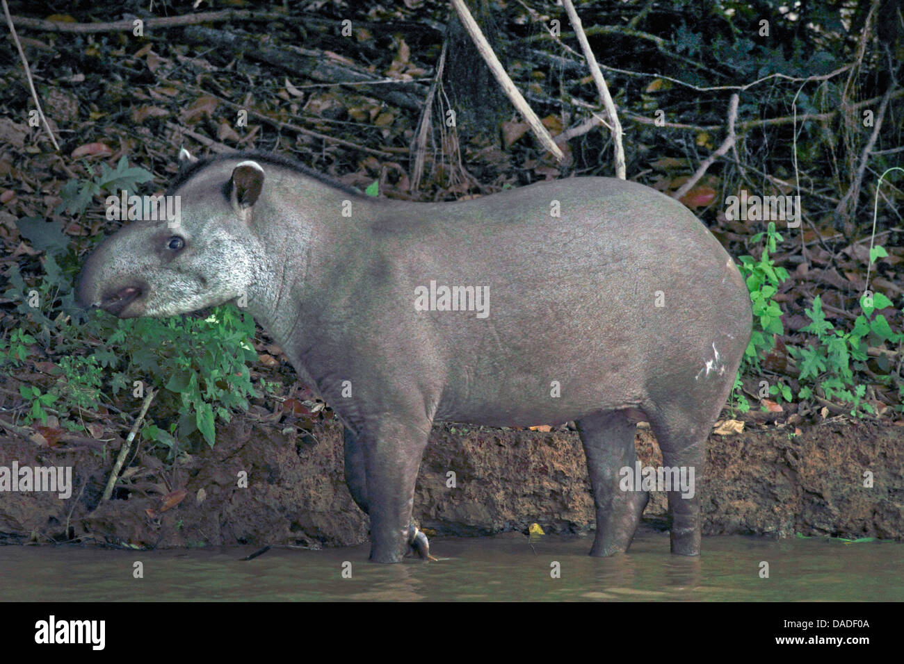 Brazilian tapir, South American tapir (Tapirus terrestris), standing at a river, Brazil, Mato Grosso, Pantanal, Rio Cuiaba Stock Photo