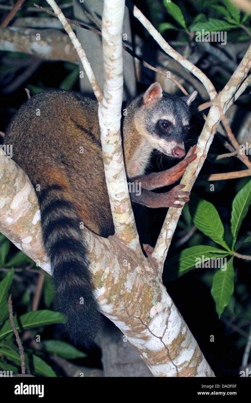 crabeating raccoon (Procyon cancrivorus), night shot in tree, Brazil, Mato Grosso, Pantanal