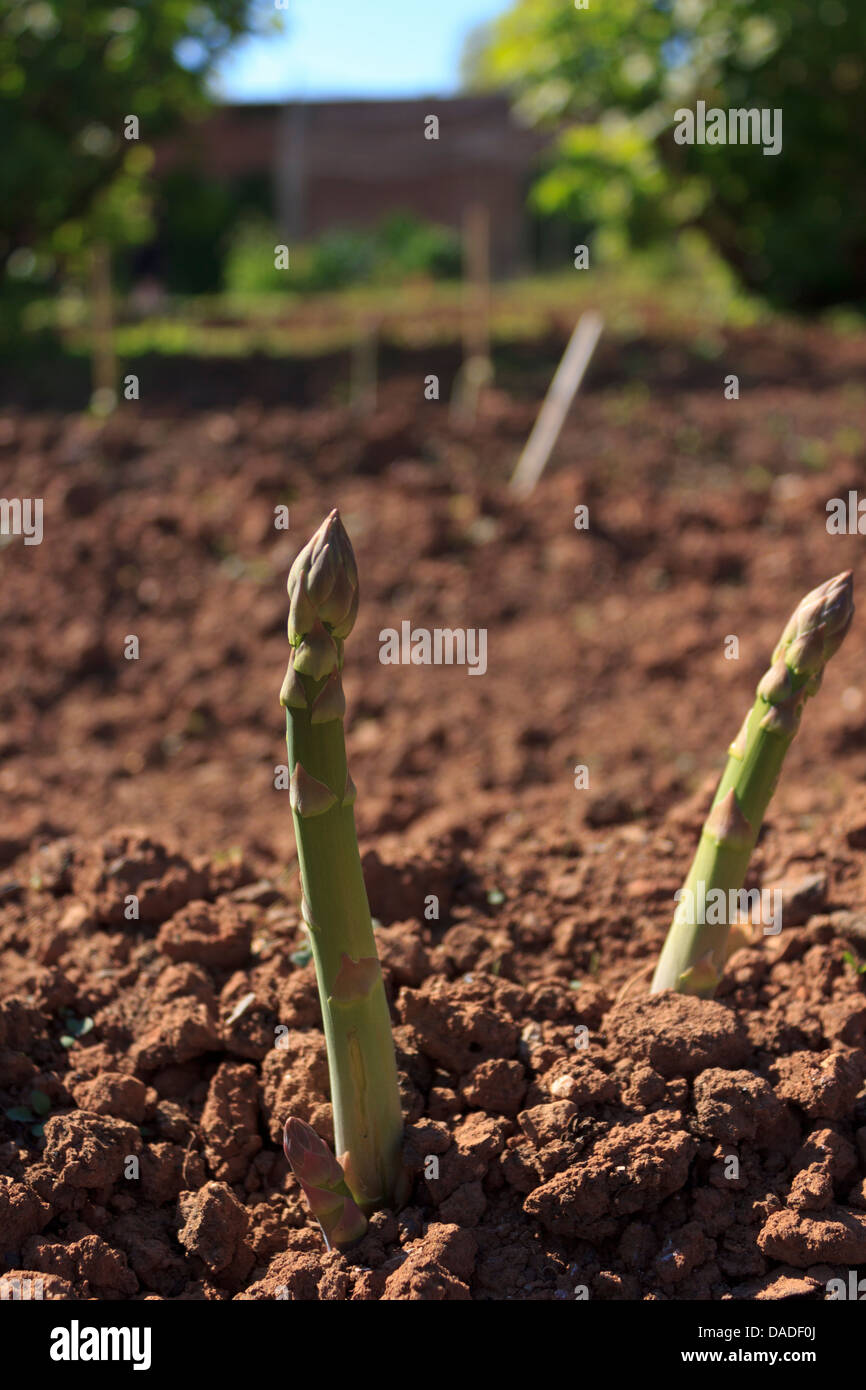 Asparagus, a flowering perennial plant, sprouting out of the ground in