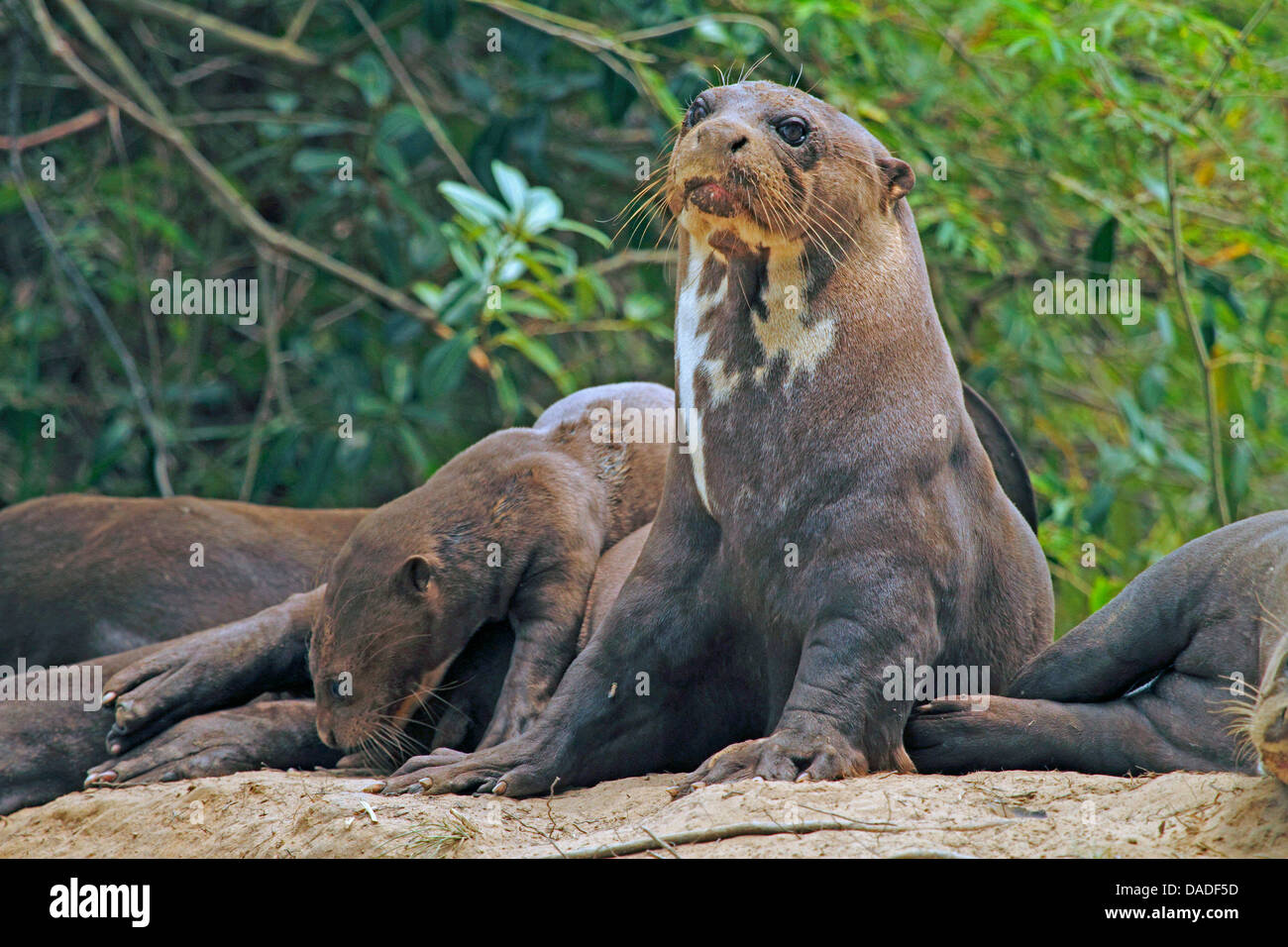 Giant Otter Pteronura Brasiliensis Family Relaxing Near Den