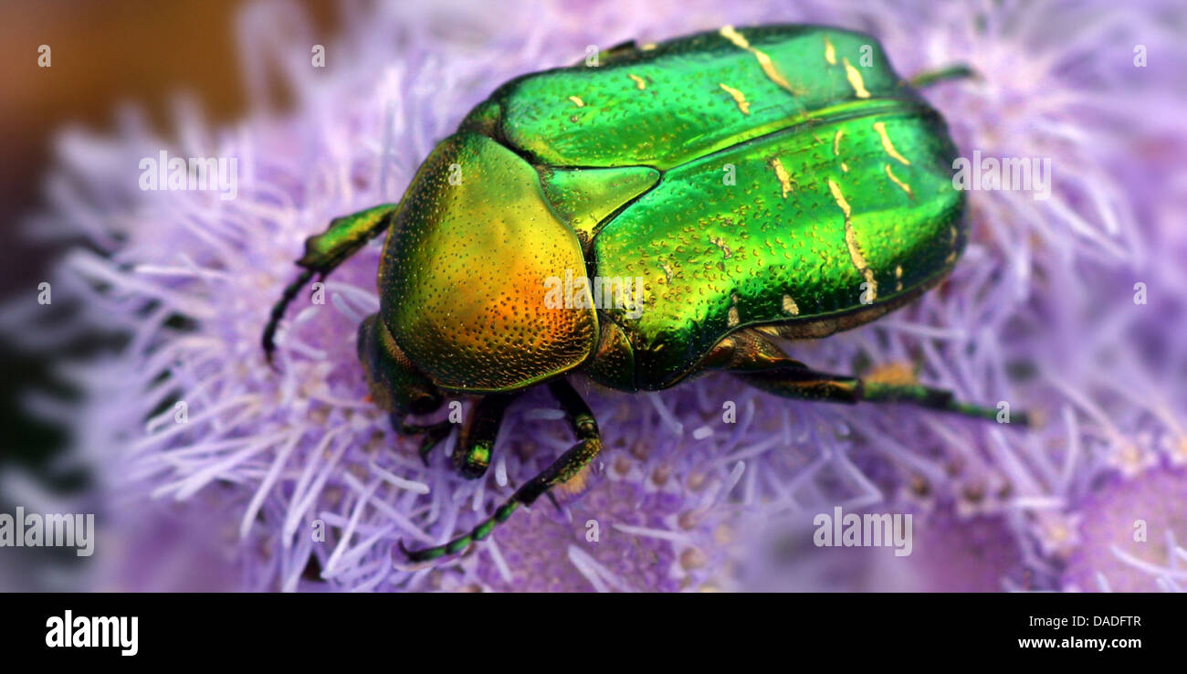 rose chafer (Cetonia aurata), sitting on a pink flower, Germany Stock Photo