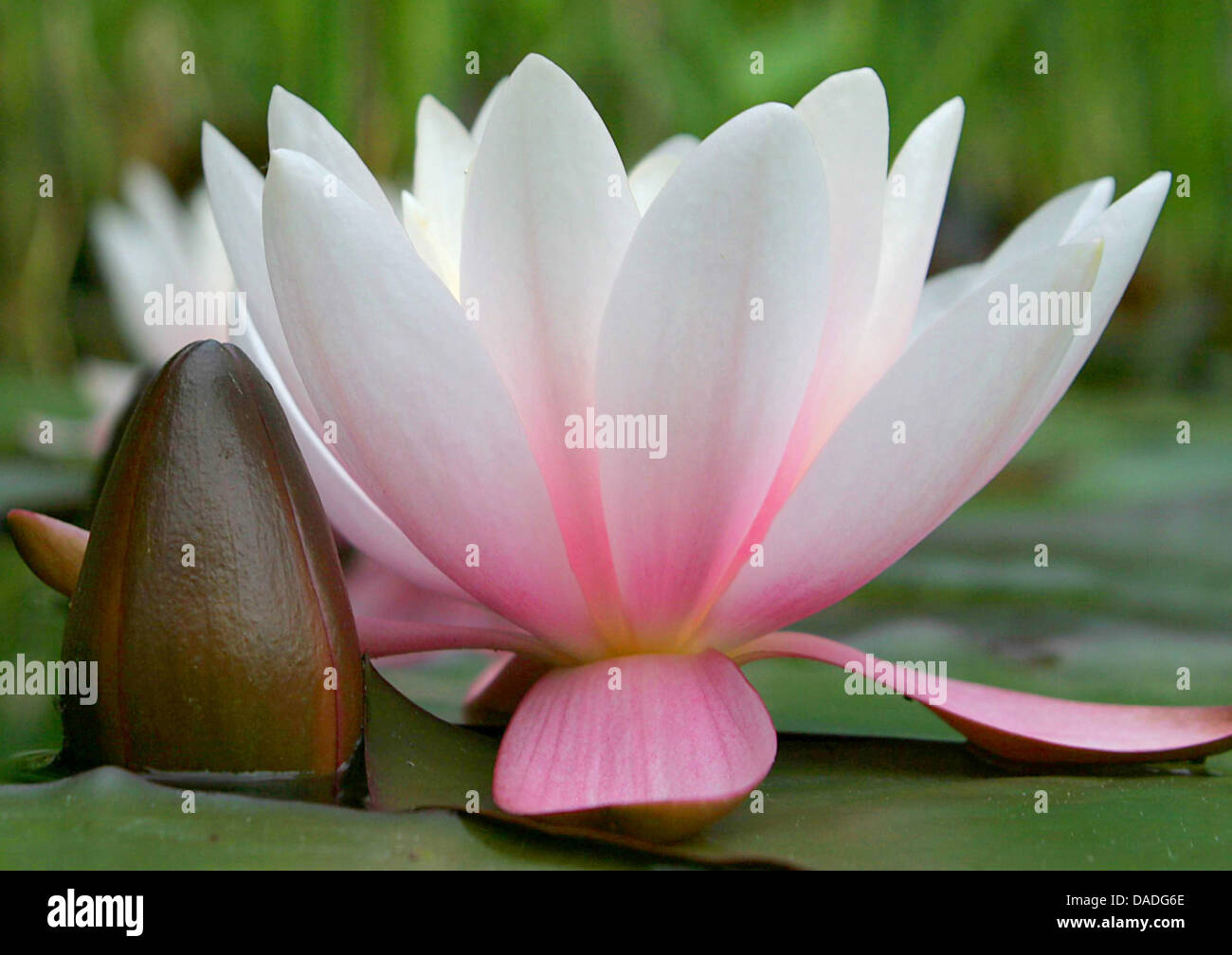 water lily, pond lily (Nymphaea spec.), water lily flower on a lake Stock Photo
