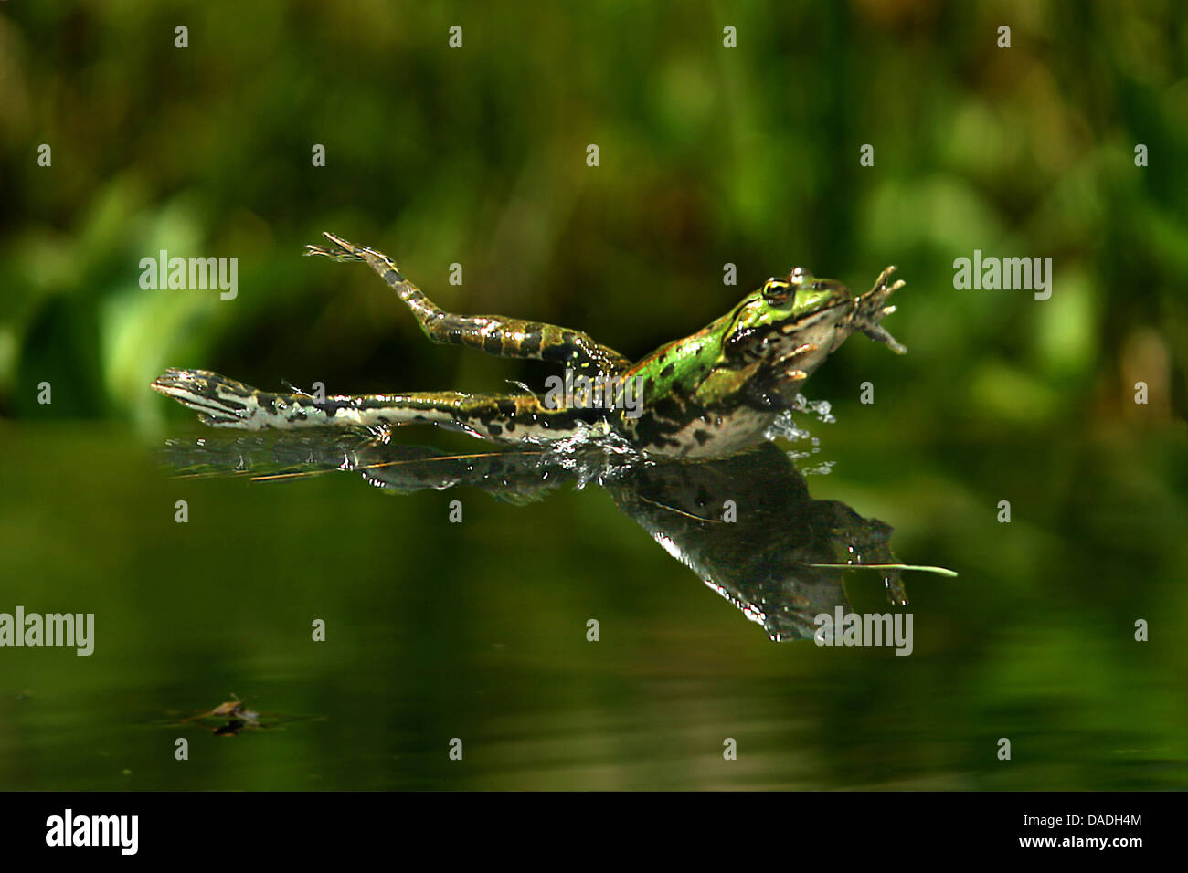 Frog jumping out of the water hires stock photography and images Alamy