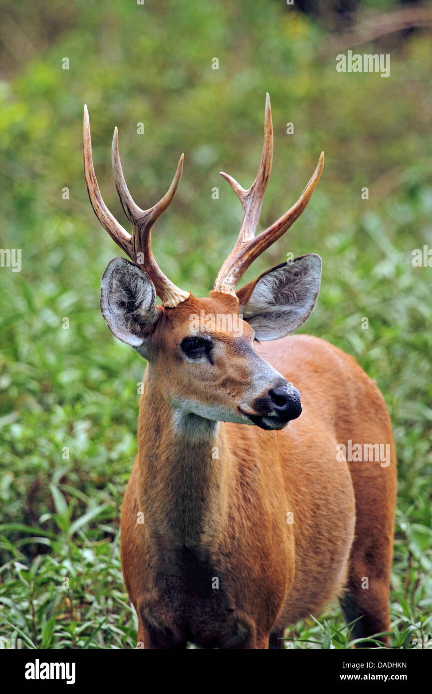 marsh deer, swamp deer (Blastocerus dichotomus, Odocoileus dichotomus), buck, Brazil, Mato Grosso, Pantanal Stock Photo