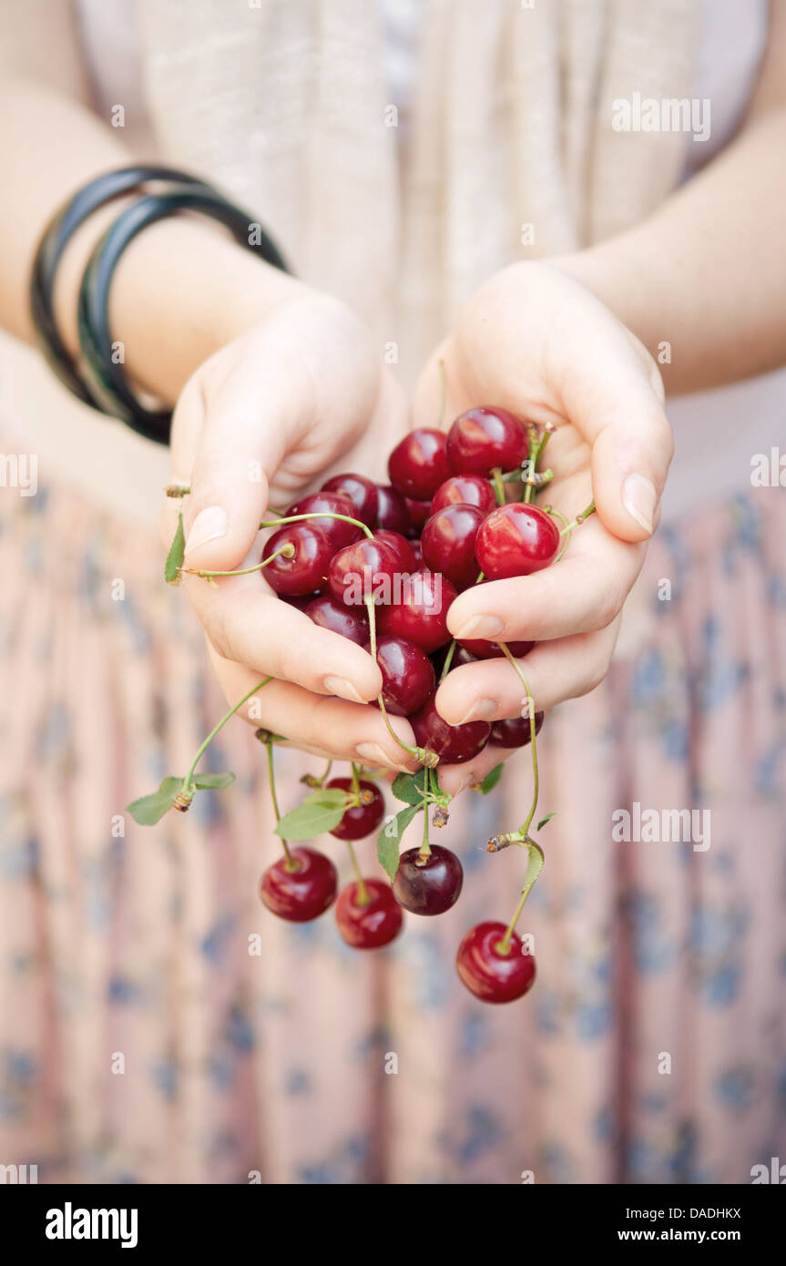 Female hands holding fresh sour cherries Stock Photo