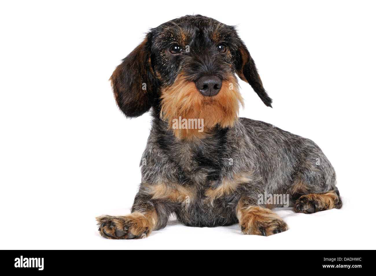 Wirehaired Dachshund, Wirehaired sausage dog, domestic dog (Canis