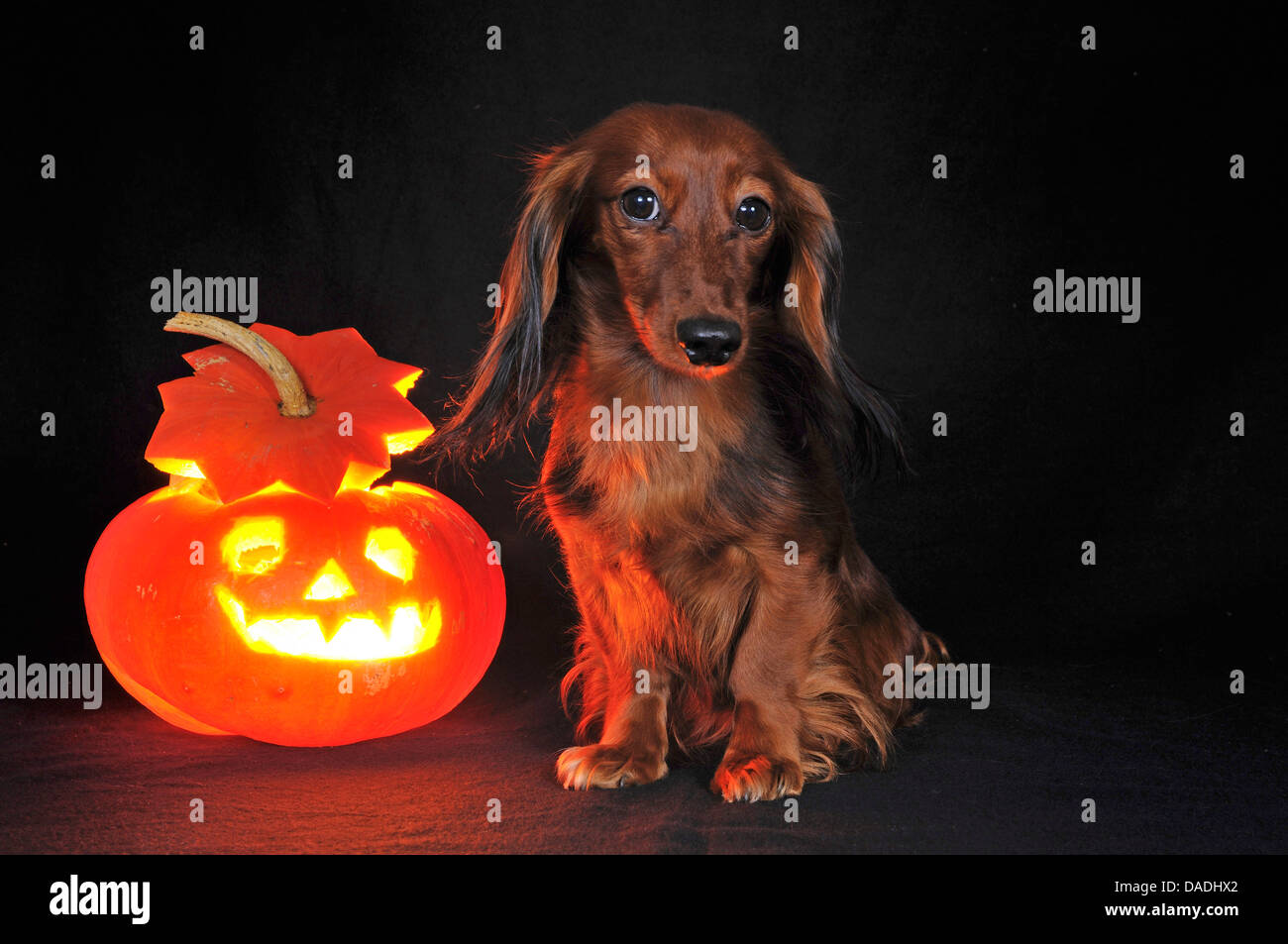 Weiner Dog Pumpkin Stencil