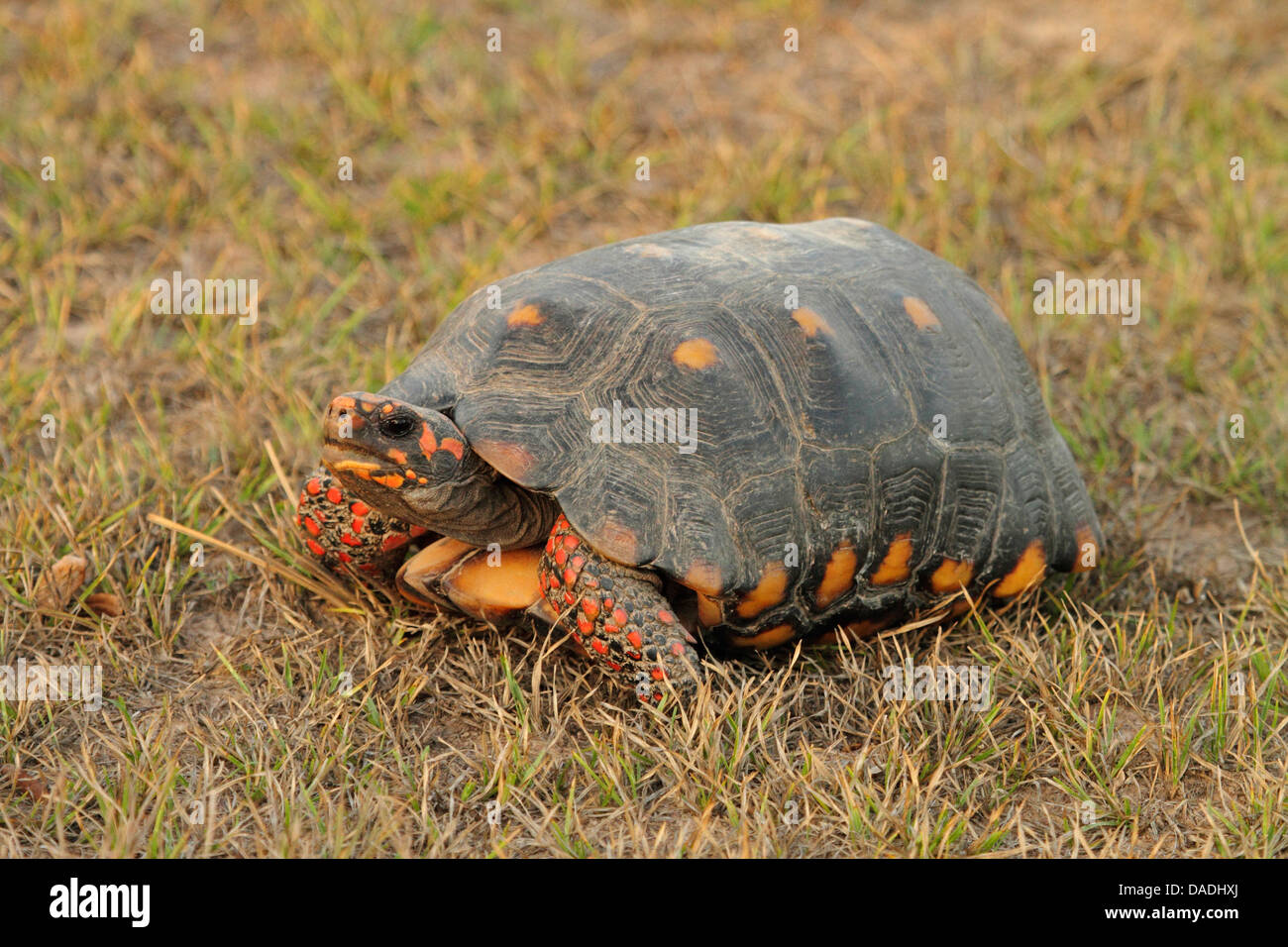 Red-footed tortoise, South American red-footed tortoise, Coal tortoise (Geochelone carbonaria, Testudo carbonaria, Chelonoidis carbonaria), in evening light, Brazil, Mato Grosso, Pantanal Stock Photo